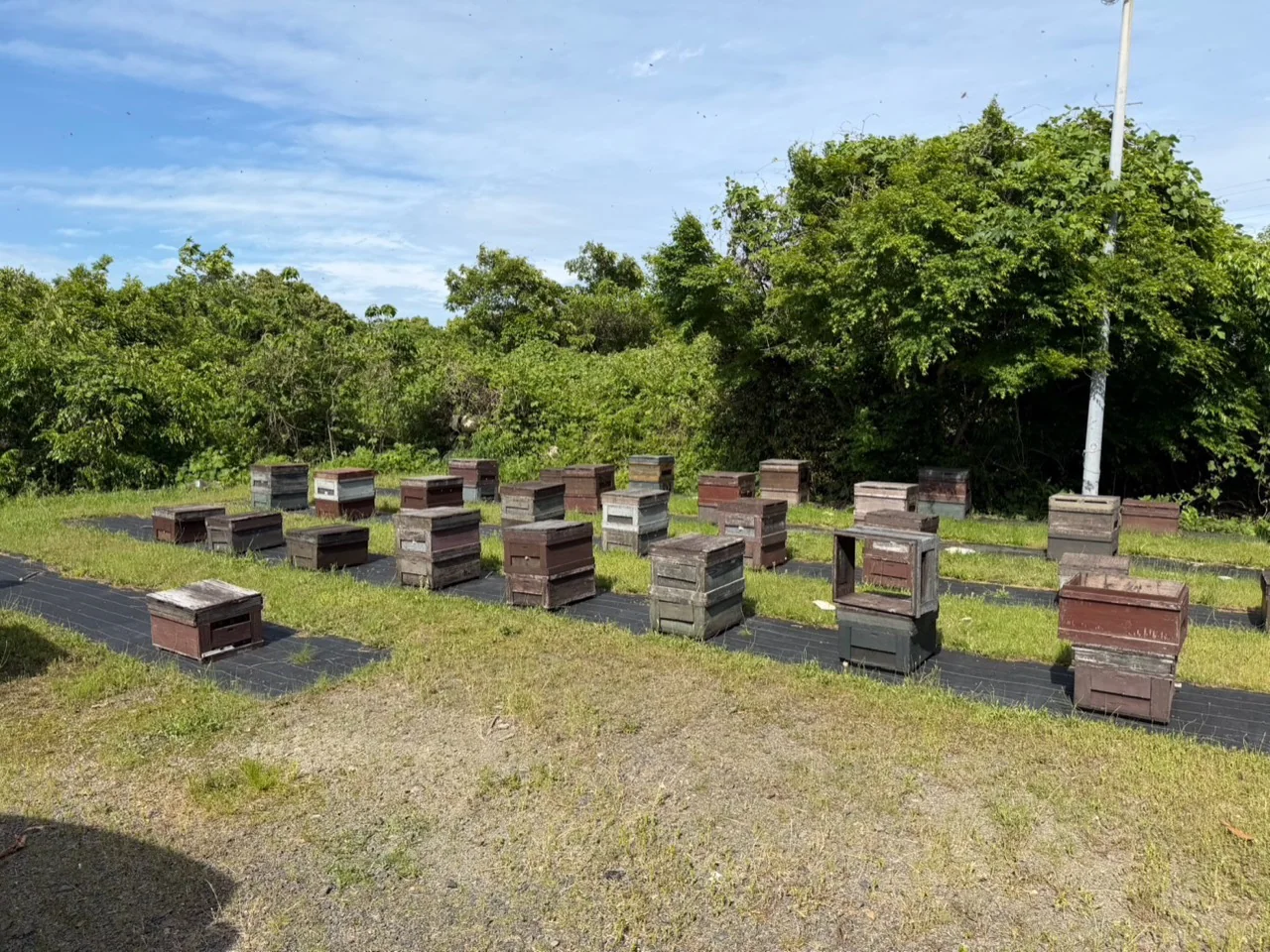 緑に囲まれた養蜂場に並ぶ木製の蜂箱